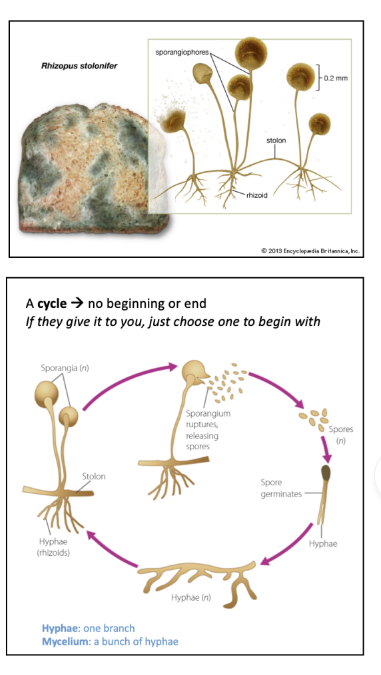 <p>Multicellular fungi like bread mould are made of threads called hyphae</p><p>which forms the mycelium (fungal body)</p><p>Structures called sporangia produce very large numbers* of spores</p><p>which are light and easily dispersed**, travelling long distances by</p><p>wind.</p><p>*Large numbers means a higher chance of survival</p><p>**So that they can travel/spread and do not have to compete with a parent</p><p>Spores: tiny, light, unicellular reproductive cells that are produced in</p><p>great numbers by organisms such as fungi (e.g. moulds and</p><p>mushrooms)</p><p>● Spores effectively expand the distribution of the species, and</p><p>the species can colonise new environments</p><p><span data-name="star" data-type="emoji">⭐</span>️[vv important] → ENSURES THE SURVIVAL OF THE</p><p>SPECIES</p><p></p>