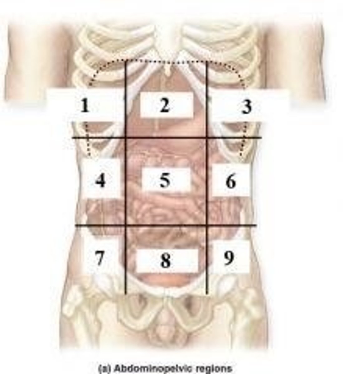 <p>Umbilical Region</p>