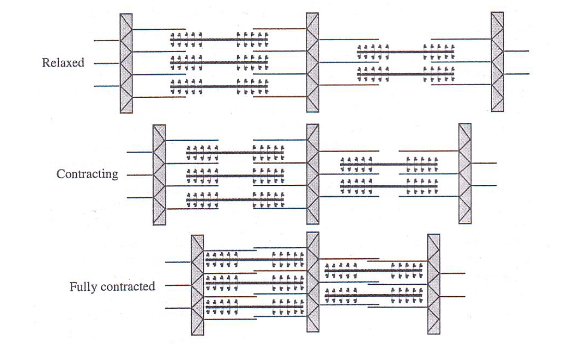 <p>actin filaments are pulled centrally when the myosin crossbridges bind to the actin filaments</p>