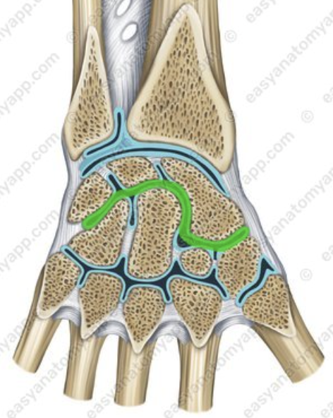 <p>what is the highlighted joint?</p>