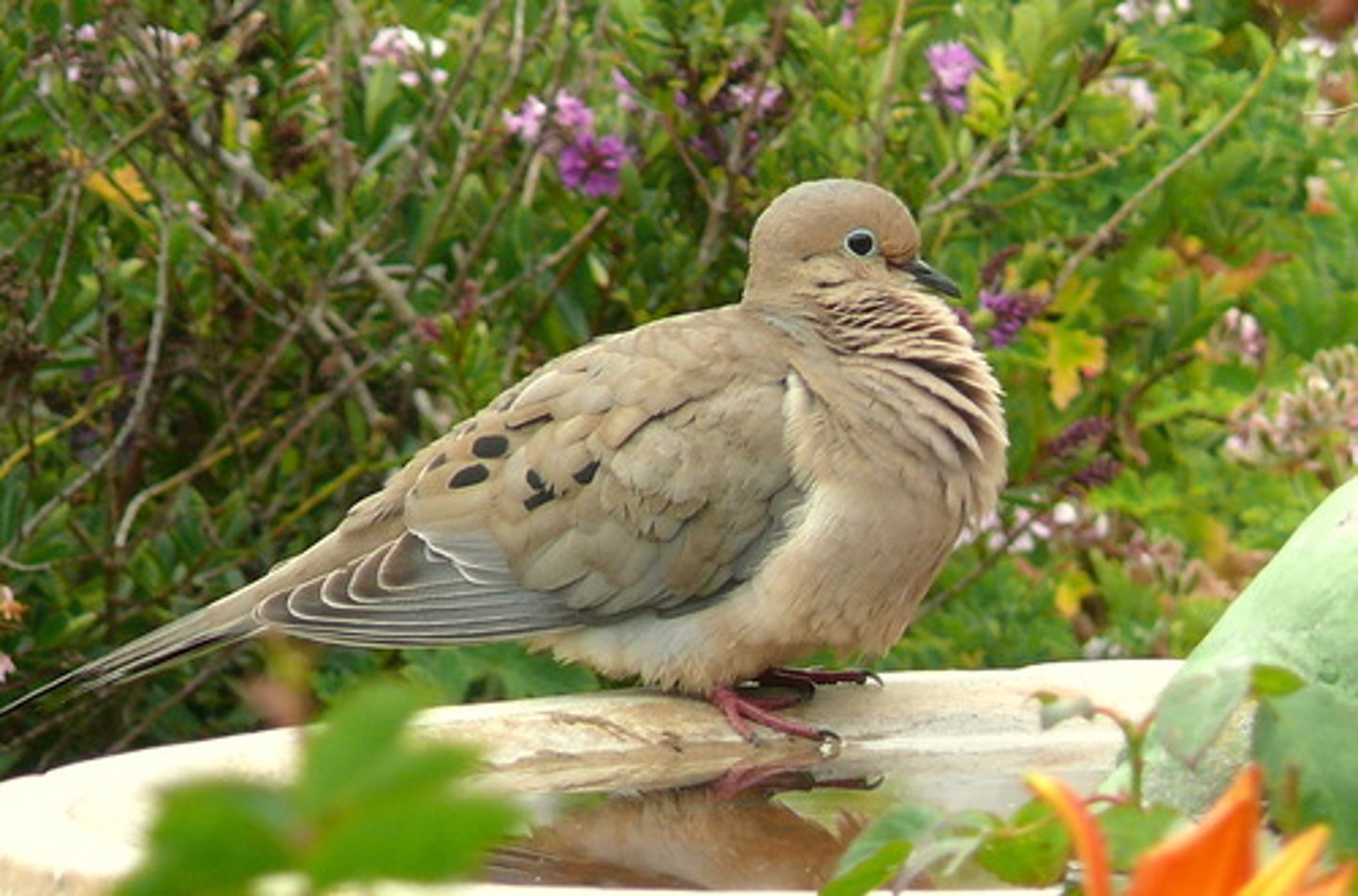 knowt flashcard image