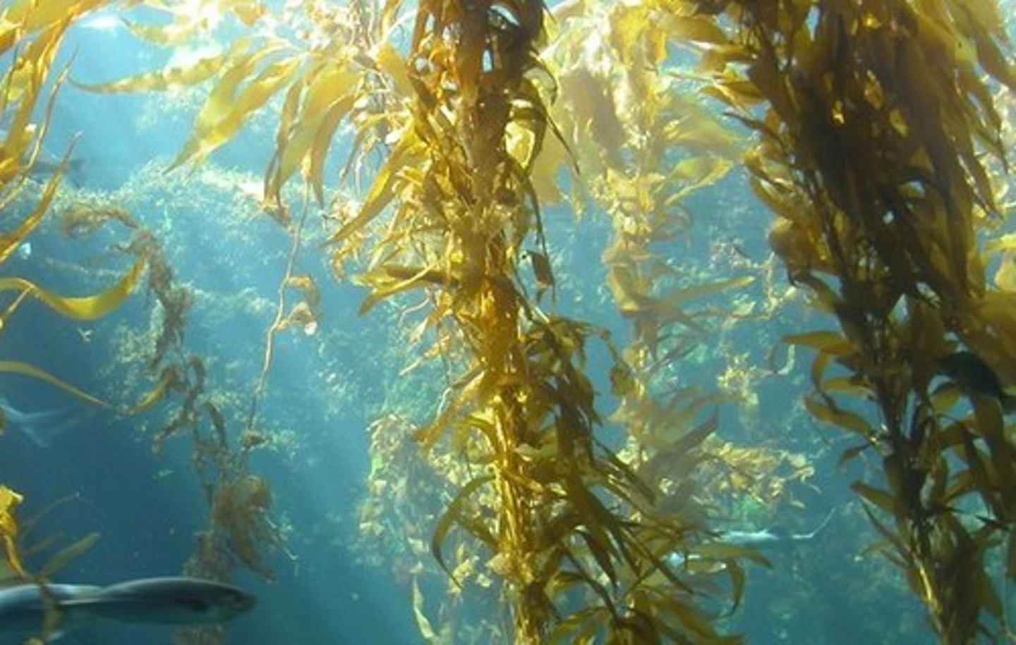 <p>seaweed</p>