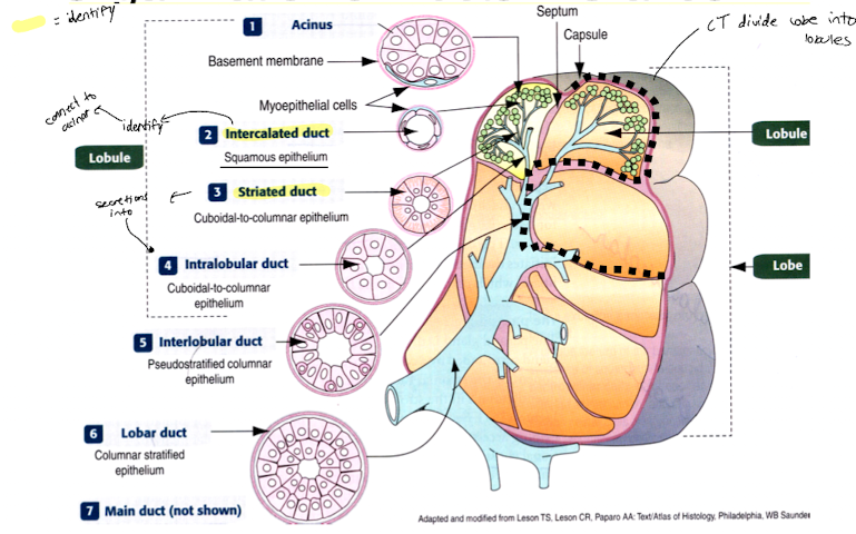 <ul><li><p>lobe → salivary glands surrounded in a capsule of CT and divided into lobes </p></li><li><p>lobules → CT divides lobes into lobules </p></li><li><p>intercalated discs → join ducts together to form larger ducts, connect to acinar</p></li><li><p>striated duct → cuboidal to columnar epithelium</p><p></p></li></ul>