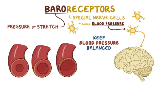 <p>Stimulated by stretch (of blood vessels). General sense (blood pressure regulation)</p>