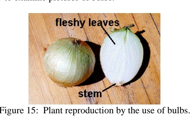 <p>types of asexual reproduction - Bulbs</p>