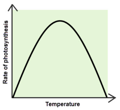 <p>how does <strong><em>temperature</em></strong><em> </em><strong><em>affect</em></strong> the rate of photosynthesis?</p>