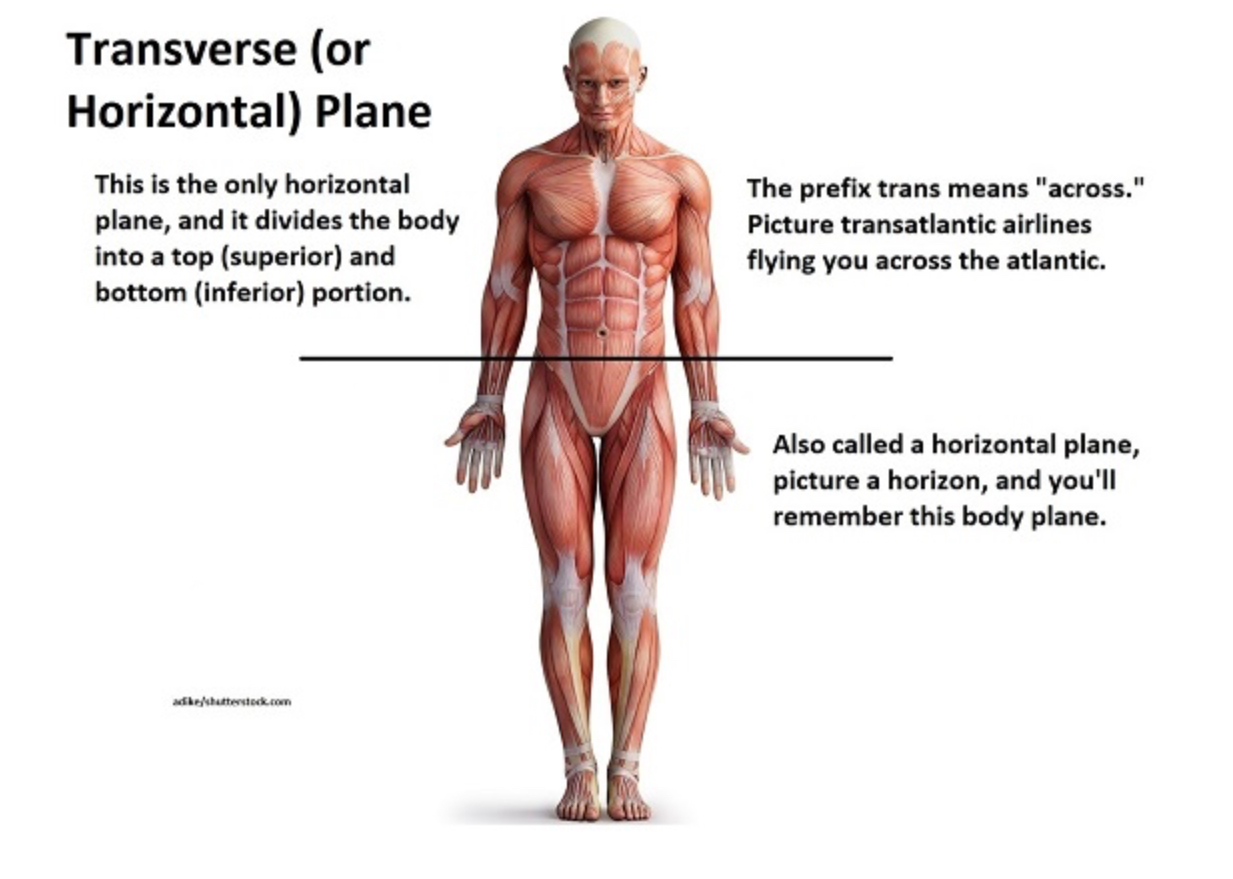 <p>Separates the superior (half including your head) from the inferior (half including your feet)(can be equal or unequal parts)</p>