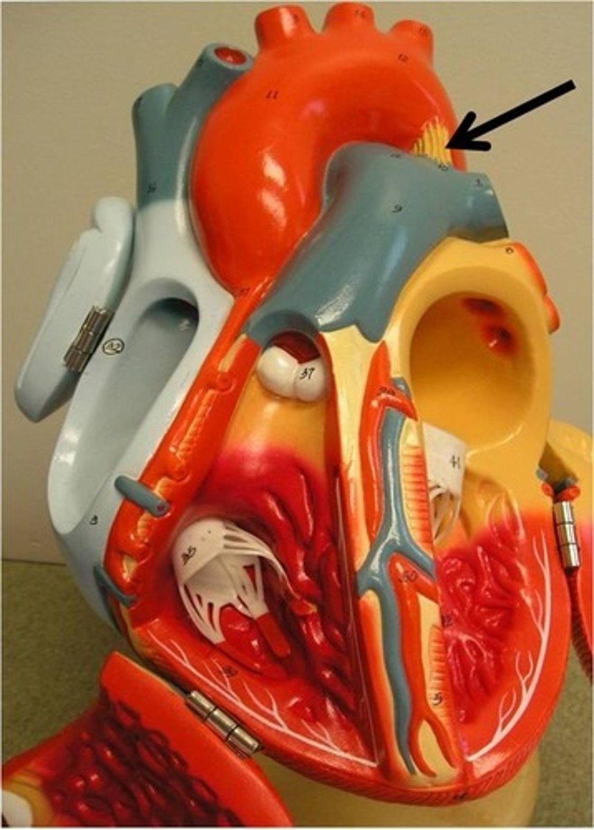 <p>connects aorta to pulmonary trunk as a remnant of fetal blood shunt</p>