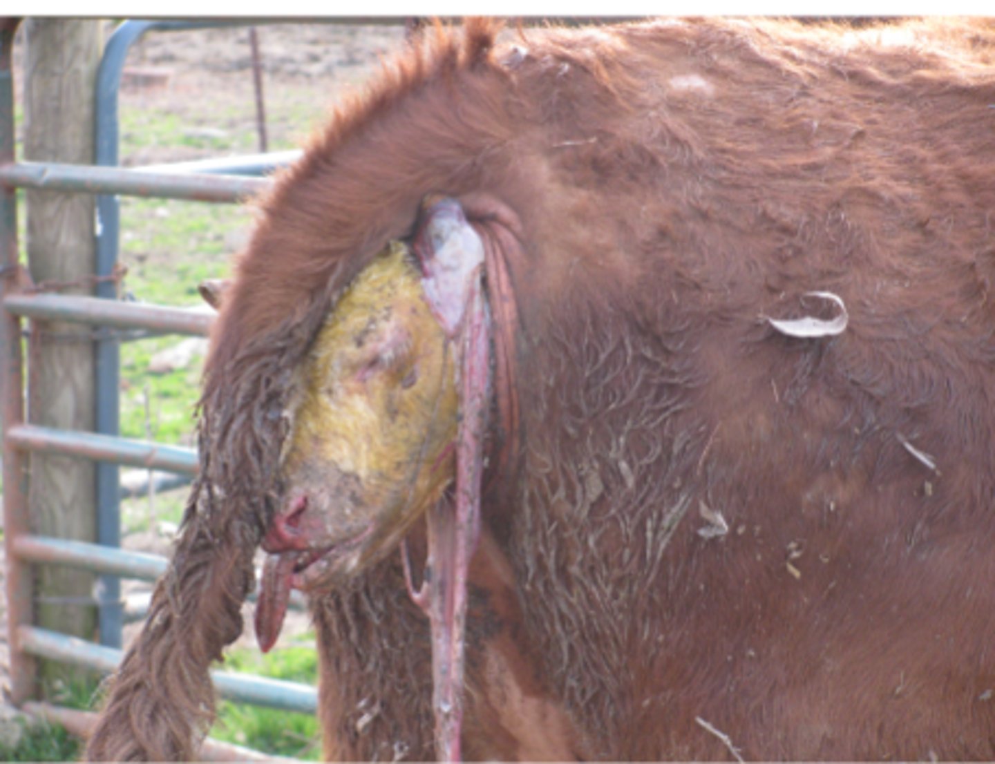 <p>What is this emergency?</p>