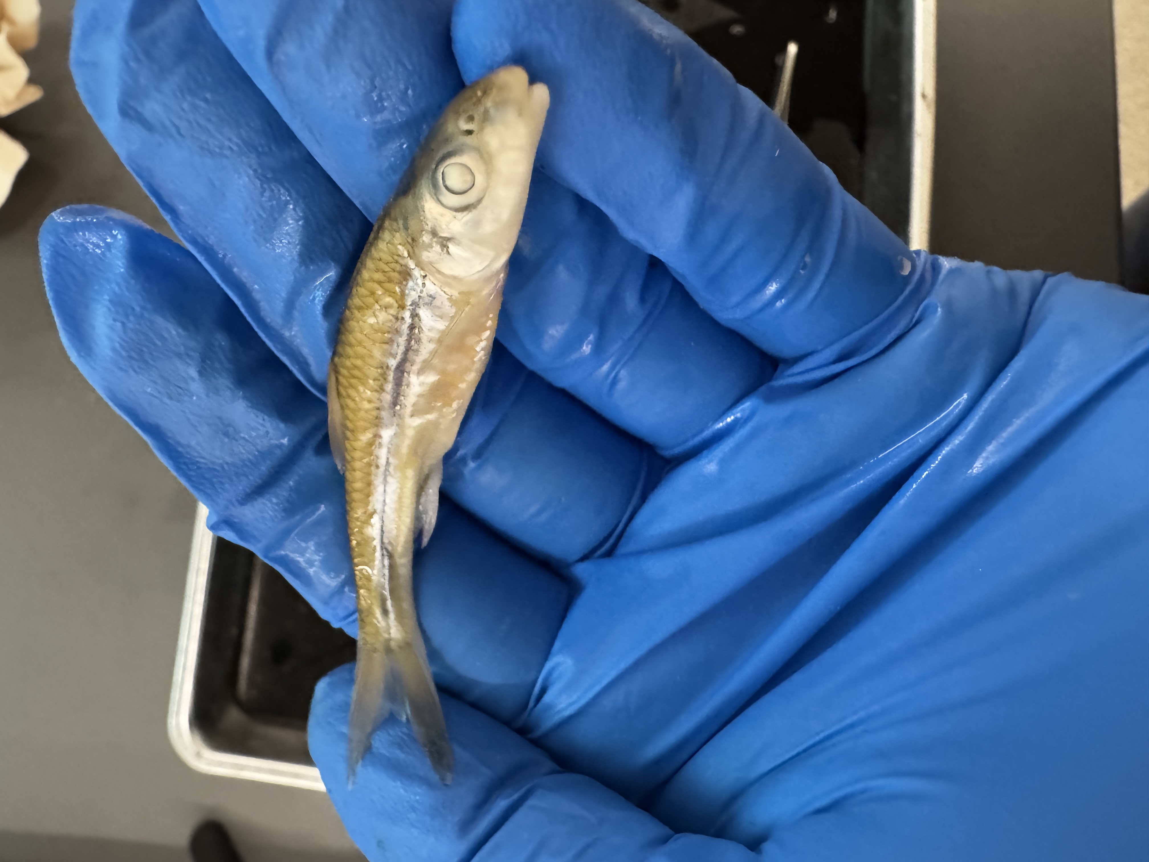 <p>Family:</p><p>Species:</p><p>Scientific:</p>