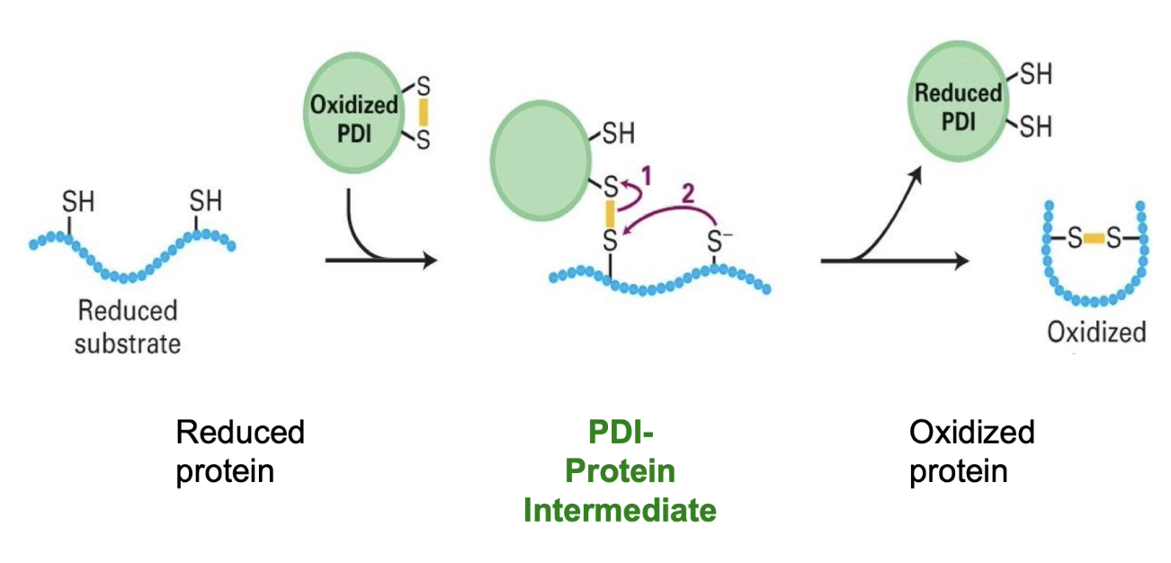 <p></p><ol><li><p><strong>PDI is oxidized</strong> in the ER lumen (contains a disulphide bond itself).</p></li><li><p><strong>PDI interacts</strong> with a substrate protein containing cysteine residues.</p></li><li><p><strong>Forms an intermediate</strong> by temporarily bonding with a cysteine residue in the substrate.</p></li><li><p><strong>Transfers its disulphide bond</strong> to the substrate, forming an <strong>intramolecular disulphide bridge</strong>.</p></li><li><p><strong>PDI becomes reduced</strong> during the process.</p></li><li><p><strong>PDI is re-oxidized</strong> spontaneously in the ER’s oxidizing environment.</p></li><li><p>PDI can also <strong>rearrange incorrect disulphide bonds</strong> (acts as an isomerase to correct folding errors).</p></li></ol><p></p>