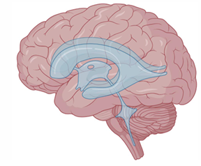 <p>Identify the lateral, 3rd and 4th ventricles </p>