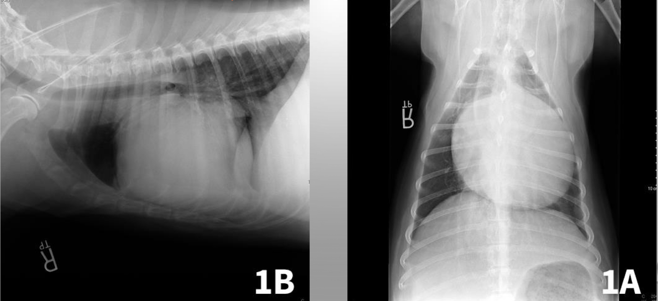 <p>CASE</p><ul><li><p>7 yr old MC golden retriever</p></li><li><p>acute collapse in the backyard</p></li><li><p>weak</p></li><li><p>tachycardia</p><ul><li><p>increased heart rate</p></li></ul></li><li><p>tachypnea</p><ul><li><p>increased respiratory rate</p></li></ul></li><li><p>significant muffled heart sounds</p><ul><li><p>barley hear heart rate</p></li></ul></li></ul>