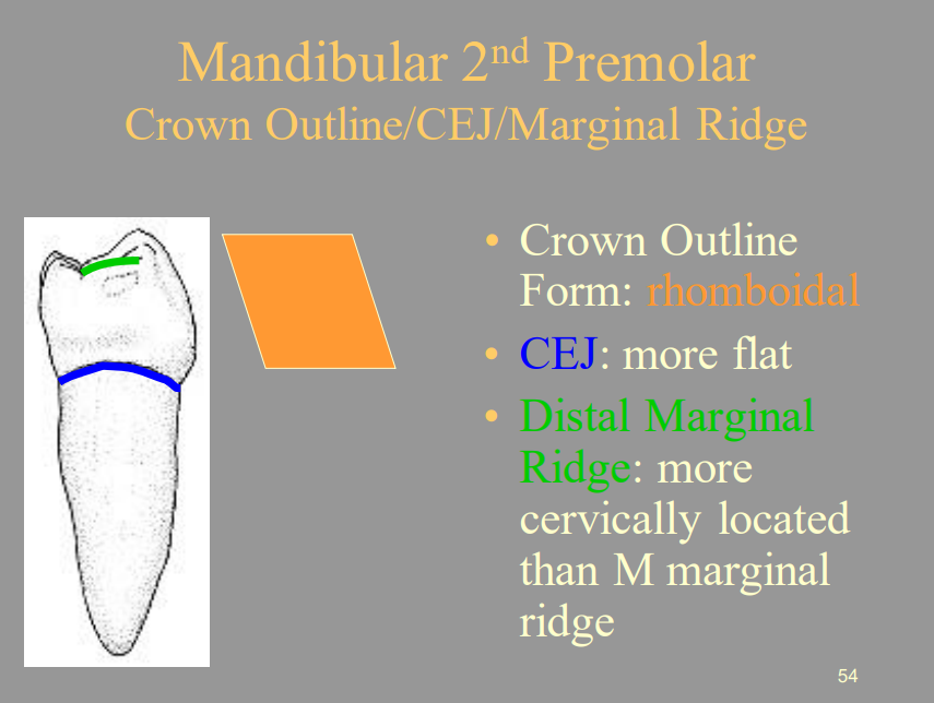 <p>A) More Cervically</p>