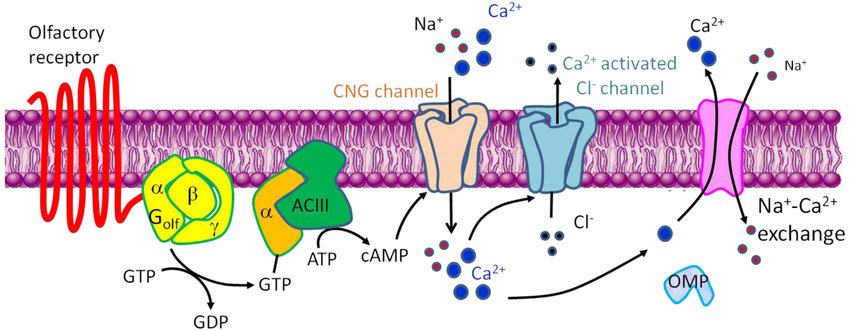 <ol><li><p>odour molecule binds to a specific olfcatory G-protein coupled receptor on the cilia </p></li><li><p>receptor activates a G-protein called golf </p></li><li><p>golf exhanges GDP for GTP on its alpha subnit (activation)</p></li><li><p>activated golf stimulates adenylate/adenylyl cyclase III</p></li><li><p>this converts ATP into cAMP</p></li><li><p>cAMP binds to cyclic nucleotide-gated channels in the ciliary membrane and this allows sodium and calcium influx (non-specific cation)</p></li><li><p>calcium also activates chlroide channels </p></li><li><p>influx of sodium and calcium + chloride efflux = membrane potential becomes positive = graded receptor potential </p></li></ol><p></p>