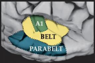 <p>region of cortex adjacent to belt area where neurons respond to more complex characteristics of sounds as well as input from other senses </p>