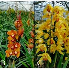 <p>Boat Orchid</p>