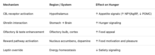 <ul><li><p>CB₁ in <strong>hypothalamus</strong> → ↑ orexigenic peptides (NPY/AgRP, ↓ POMC tone)</p></li><li><p>CB₁ in <strong>stomach/brain</strong> → interacts with <strong>ghrelin</strong> → hunger signaling</p></li><li><p>CB₁ in <strong>reward/cortex/OFC</strong> → ↑ palatability & food reward</p></li><li><p><strong>CB₁ antagonists</strong> (rimonabant) → <strong>reliably ↓ food intake</strong></p></li></ul><p></p>