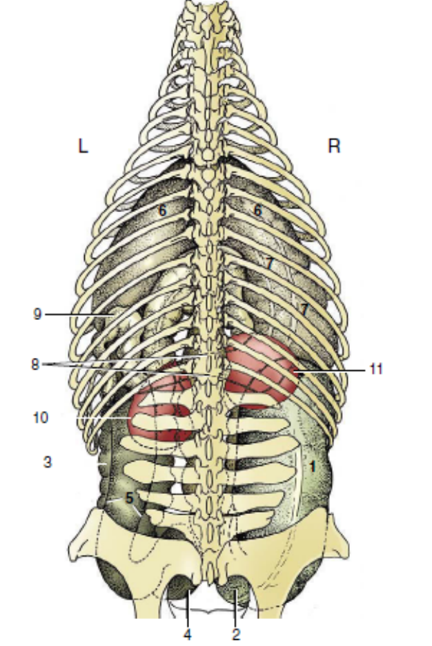 <p>Right (more cranial) 2 last ribs and L1. Its posterior edge is explorable rectally. </p><p></p><p>The left : Last rib to L1-L3.</p>