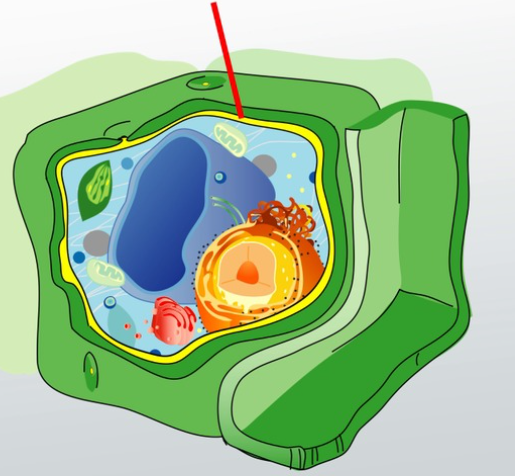 <p>protects the cell and controls what enters and leaves the cell</p>