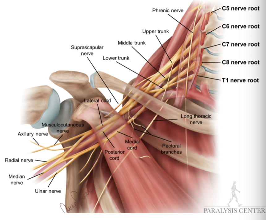 Brachial Plexus in the Body
