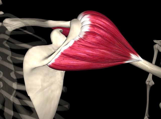 <p>Function: flexes and abducts shoulder</p><p>Origin: clavicle and scapula</p><p>Insertion: deltoid tuberosity of humerus</p>