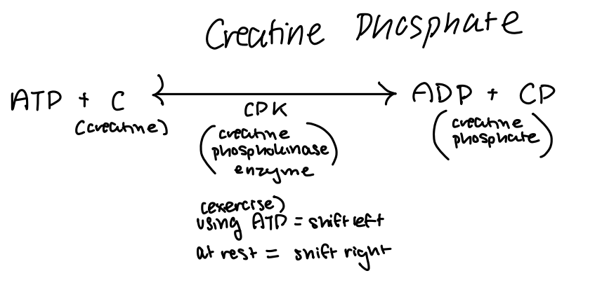 <p>What do creatine phosphate reserves consist of?</p>