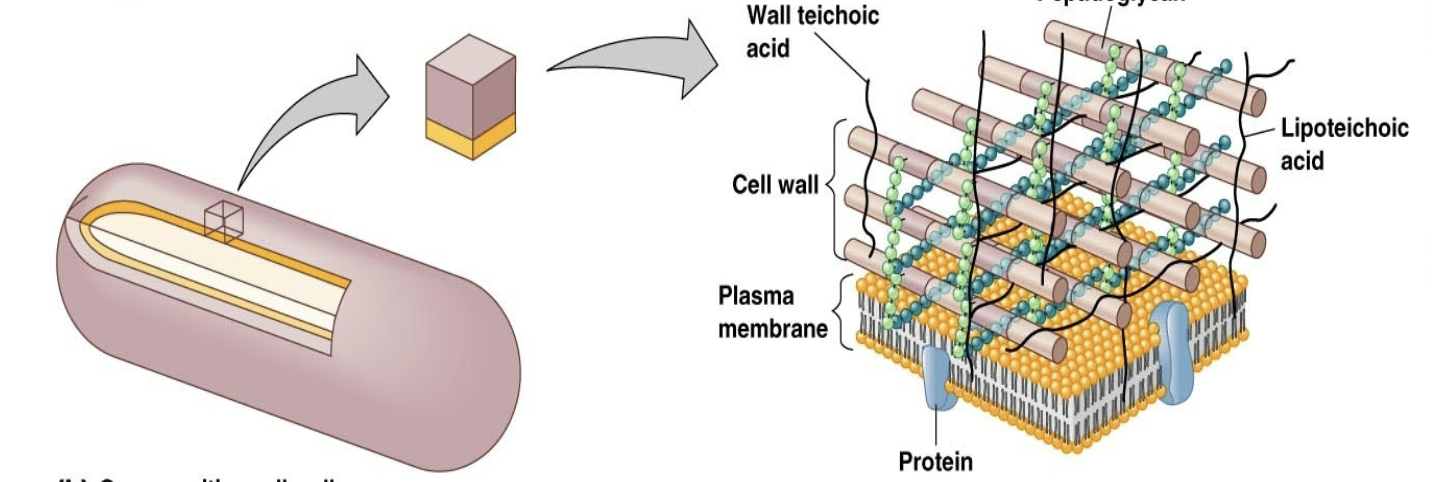 <p>25-30 layers of peptidoglycan</p><p>teichoic acids present</p>