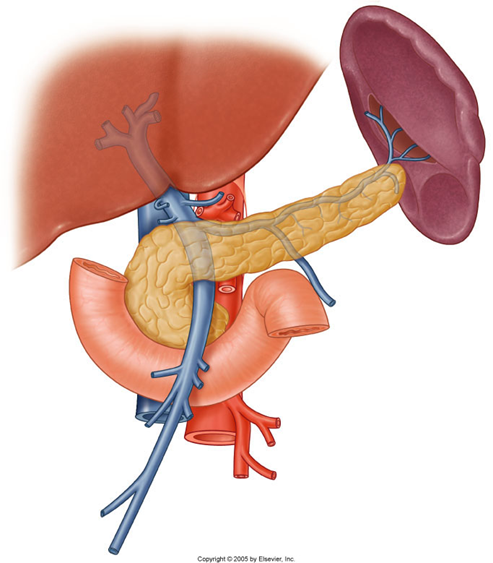 Splenic vein and hepatic portal vein