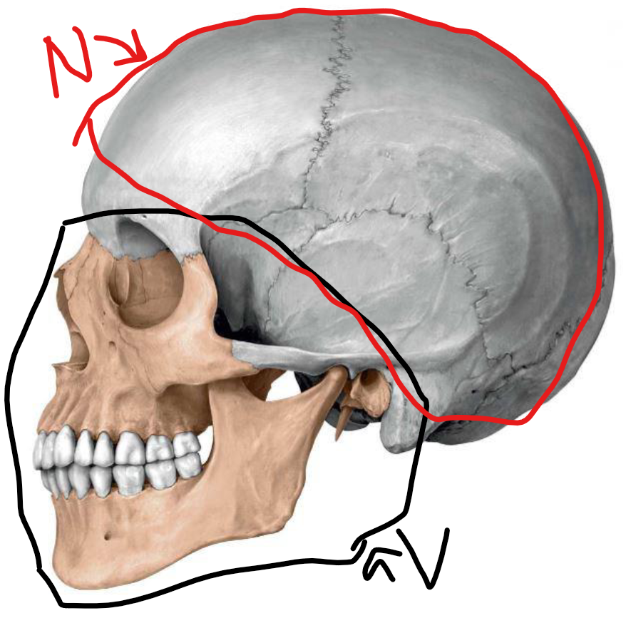 <p>22 bones </p><p>Neurocranium (8)</p><p>Viscerocranium  (14)</p>