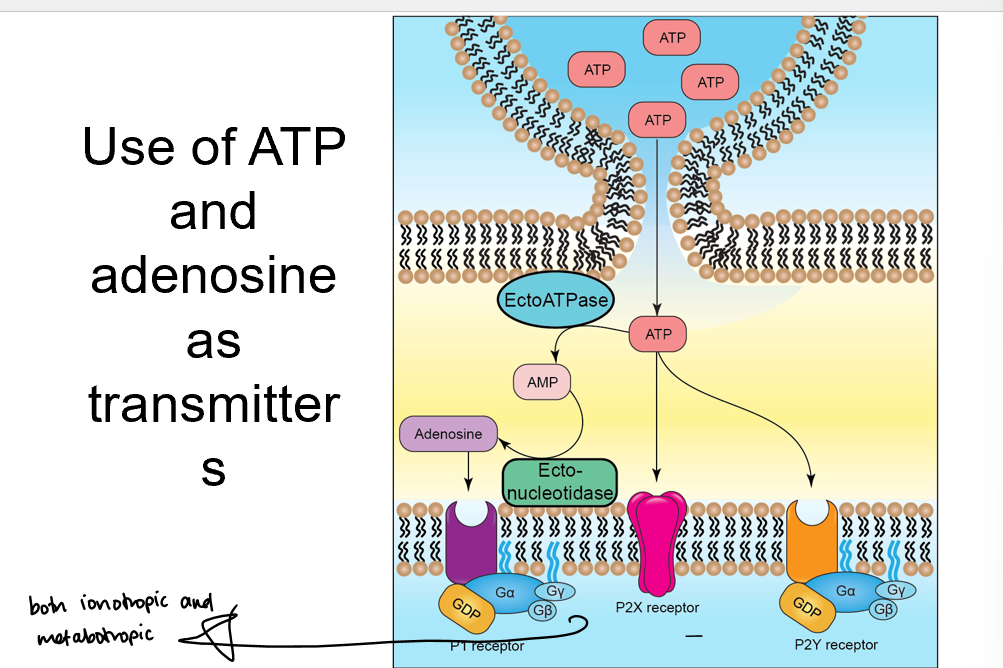 <p>ATP is broken down into adenosine by ectoATPase and ectonucleotidease</p><p>adenosine receptors on membrane </p>