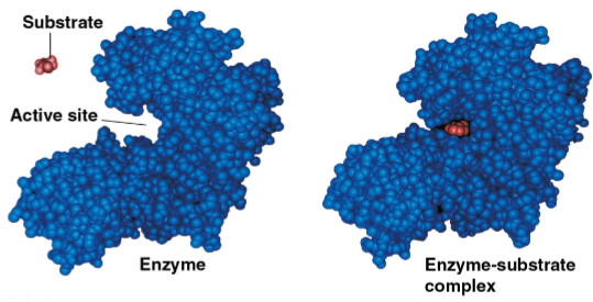 <p>Active site</p>
