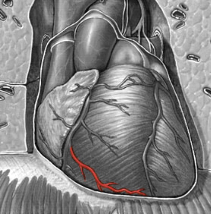 <p>Which heart circulation:</p><ul><li><p>First branch off <u>right</u> coronary artery</p></li></ul><p></p>