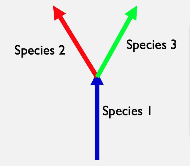 <ul><li><p>a pattern of evolution characterized by branching, in which a single species may give rise to one (or more) “daughter” species that subsequently diverge; also known as horizontal speciation</p></li><li><p>species 1 branches off into 2 or more separate species </p></li></ul>