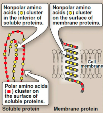 <ul><li><p>the exclusion of non-polar (like oil) substances from water (which is polar)</p></li><li><p>non-polar molecules will aggregate together</p></li></ul><p></p>