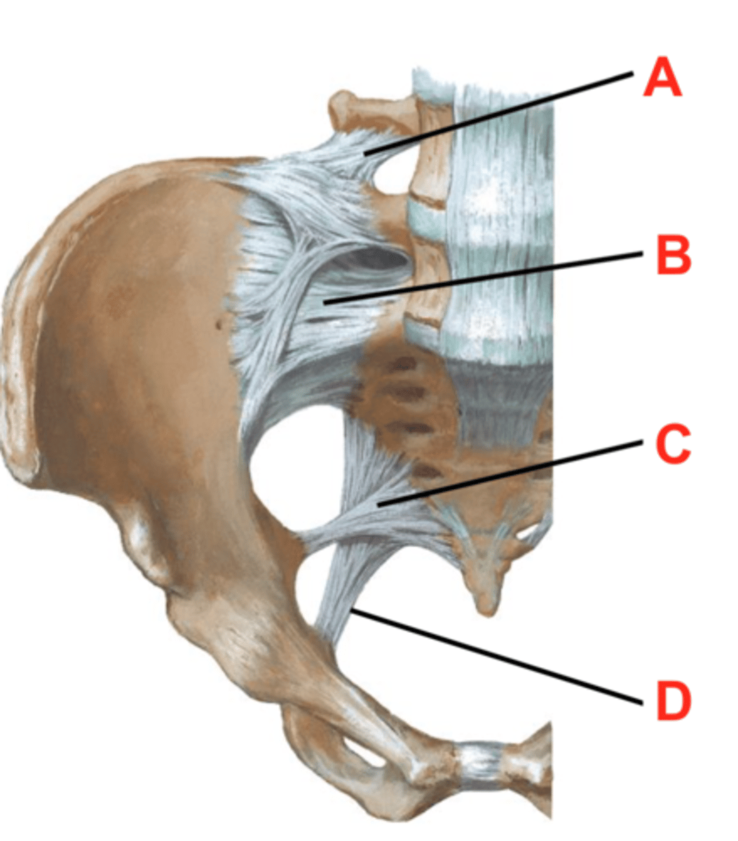 <p>C</p>