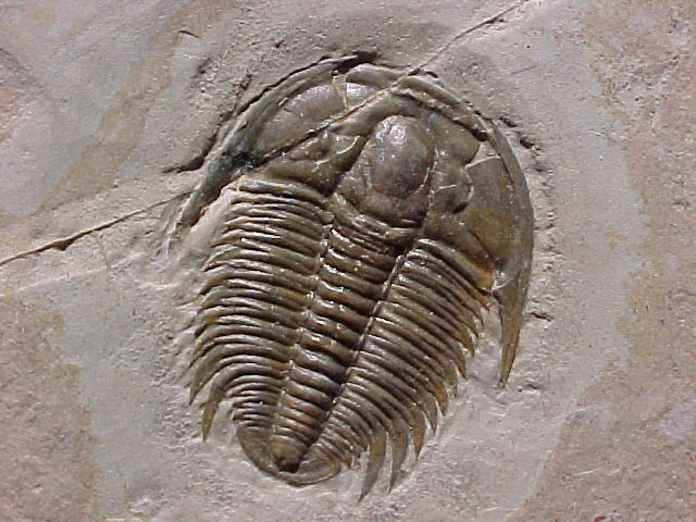 <p>Trilobyte <strong>†</strong></p>