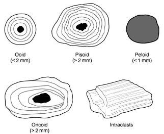 <p>Coated grains (ooids, oncoids, pisoids, <em>sand sized</em>)</p><p>Peloids (<em>silt - sand size</em>)</p><p>Clumped/aggregated grains (grapestones)</p><p>Intraclasts (pre-existing, eroded limestone/mud chunks with internal structure)</p>
