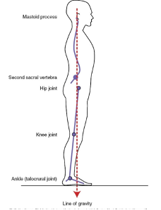 <p>Line of gravity passes through:</p><p>1. Mastoid process of the jaw/earlobe</p><p>2. Continues to a point just in front of the shoulder</p><p>3. Continues through greater trochanter of femur</p><p>4. Continues to a point posterior to patella</p><p>5. Continues anterior to lateral malleolus</p><p>Can use a plumb line to check alignment</p><p>Determines if the points of reference are in the same alignment as the corresponding points in ideal</p><p>posture</p><p>Deviations reveal the extent to which the alignment is faulty</p><p><span data-name="black_small_square" data-type="emoji">▪</span> Slight</p><p><span data-name="black_small_square" data-type="emoji">▪</span> Moderate</p><p><span data-name="black_small_square" data-type="emoji">▪</span> Marked</p>