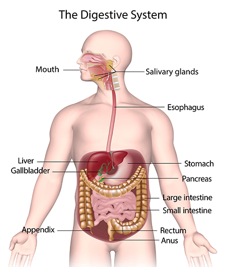 <p>Stomach, intestines, and esophagus.</p>