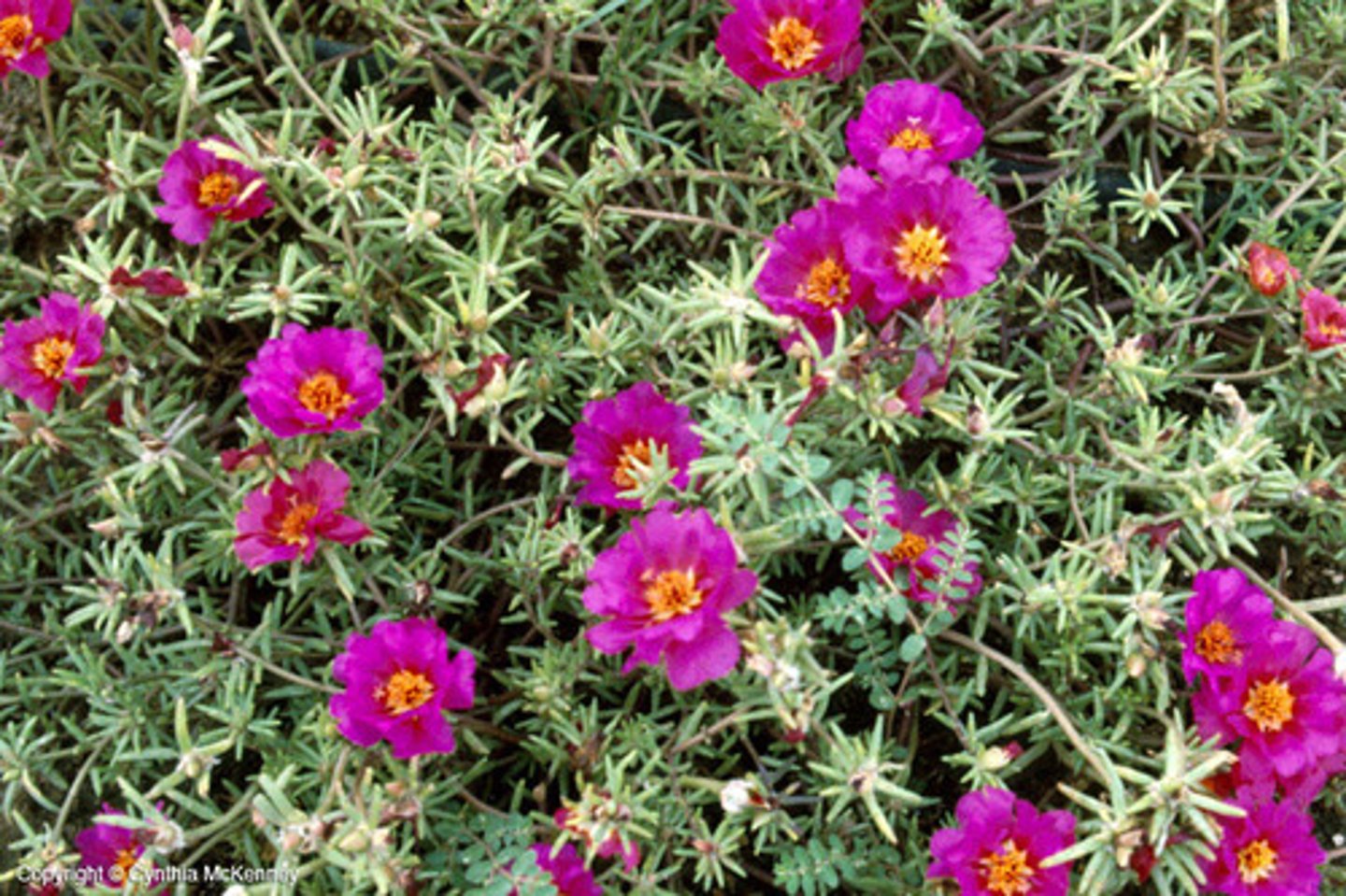 <p>Portulaca grandiflora</p>