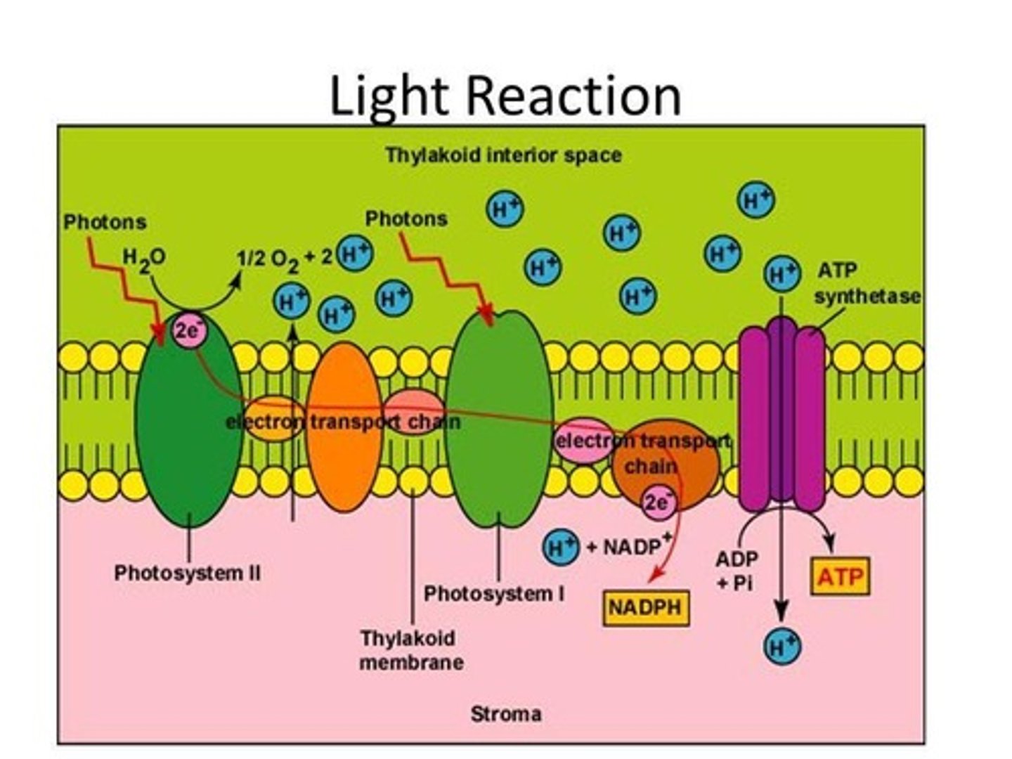 <p>They split water, release oxygen, and produce ATP and NADPH.</p>