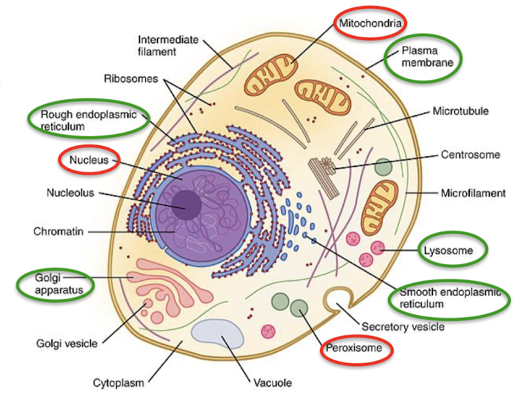 <p>The process of directing protein to distinct organelles or out of the cell.</p><ol><li><p>Completed proteins are synthesized in the cytoplasm and then delivered to the target intracellular location.</p></li><li><p>The secretory pathway directs proteins into the ER where they are inserted into the ER membrane co-translationally. Protein synthesis occurs on ribosomes bound to the ER.</p></li></ol><p></p>