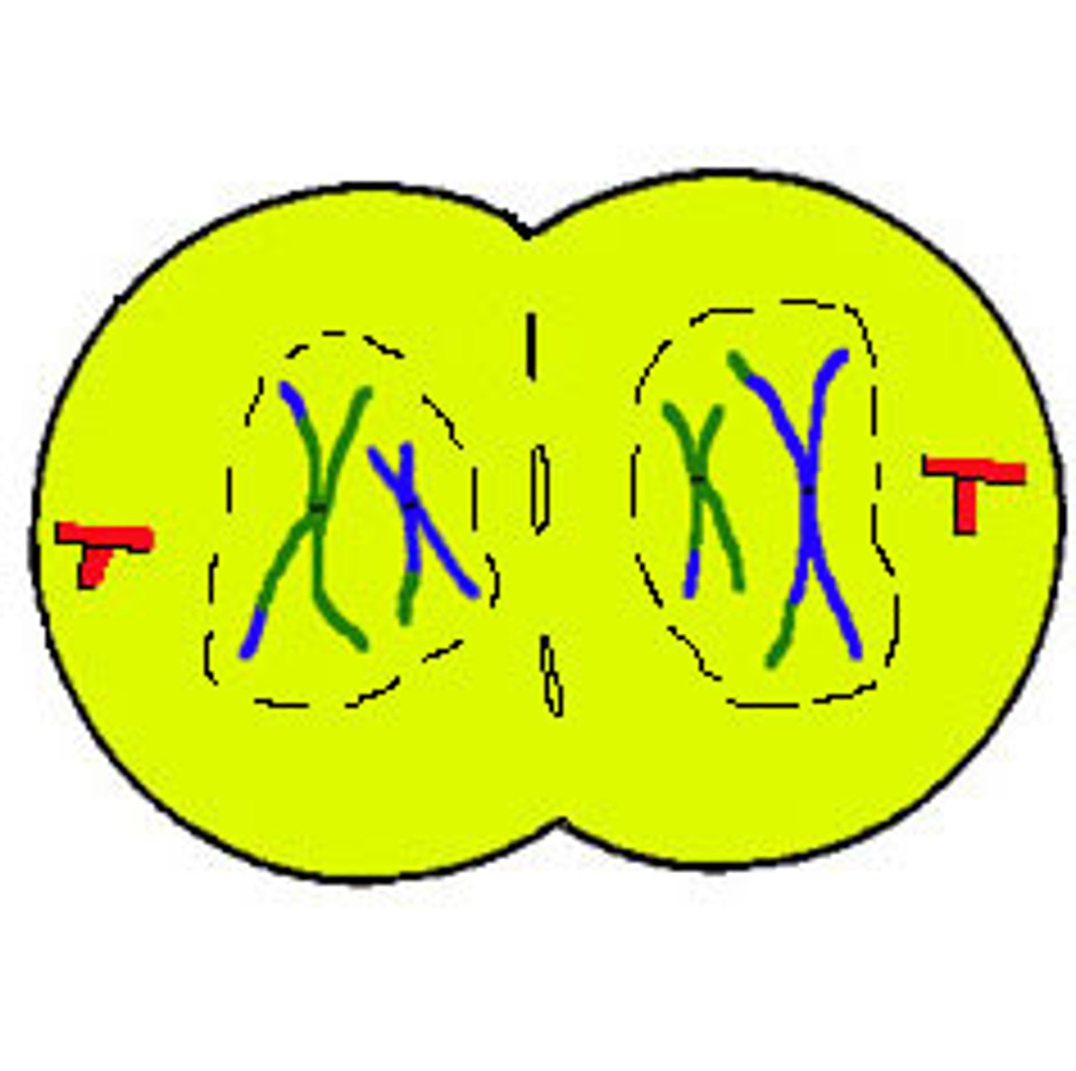 <p>1: Chromosomes lengthen and become indistinct chromatin</p><p>2: Nuclear envelope forms and nucleolus appears</p><p>3: spindle fibers disappear</p><p>4: 2 daughter nuclei present</p><p>5: Cytokinesis occurs (division of cytoplasm)</p>