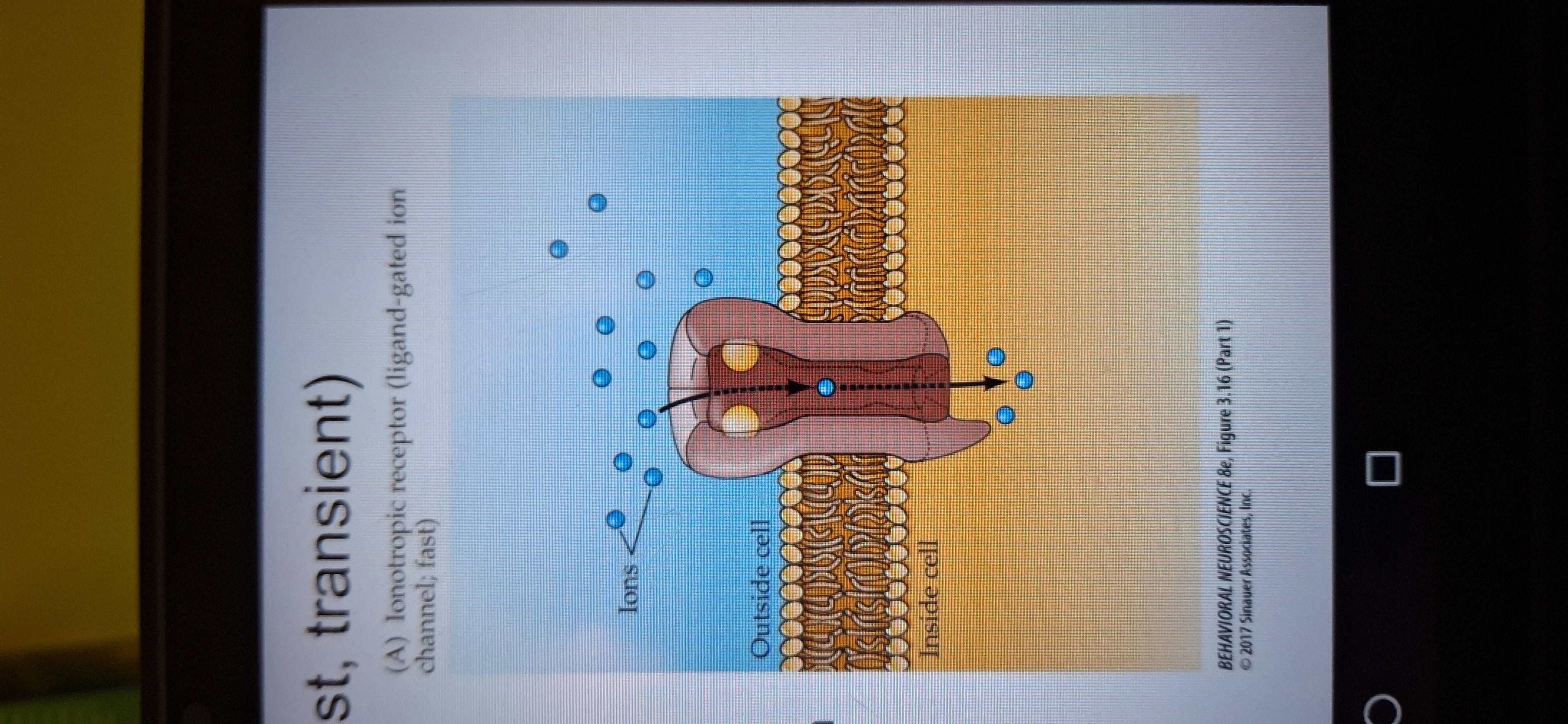 <p>Fast. Transmitter binds to channel protein. Channel opens, and ions go in.</p>