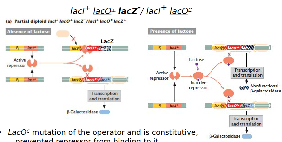 <p><strong>Partial Diploid Example</strong><br>āGenotypes: lacI+ lacO+ lacZ- / lacI+ lacOC lacZ+</p><p><strong>Operator Function</strong><br>ālacOC mutation prevents repressor from binding<br>ālacO is cis acting, so only affects the genes on the same DNA molecule</p><p><strong>Effect on β-Galactosidase Production</strong><br>āβ-galactosidase is produced regardless of lactose presence when paired with lacZ+ on the same DNA<br>āIf lacZ+ were paired with lacO+ on the same sequence, production would occur only in the presence of lactose</p>