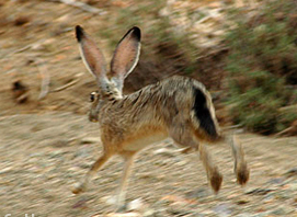 <p>Black-tailed Jackrabbit</p><p>Leporidae</p>