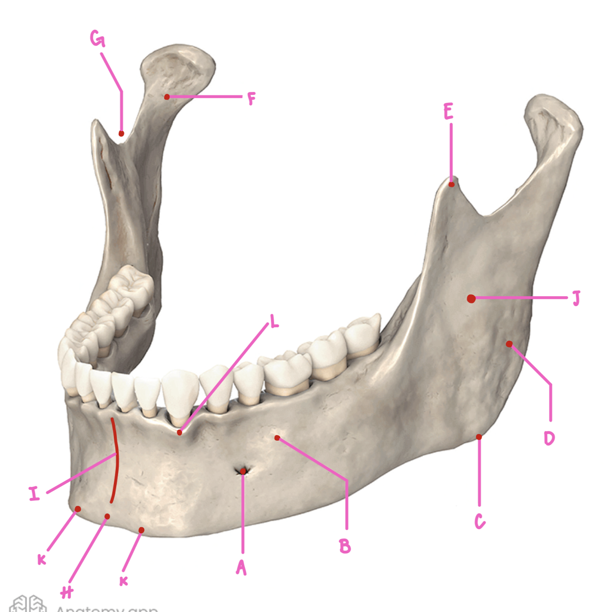<p>Name the part of the mandible labeled E</p>