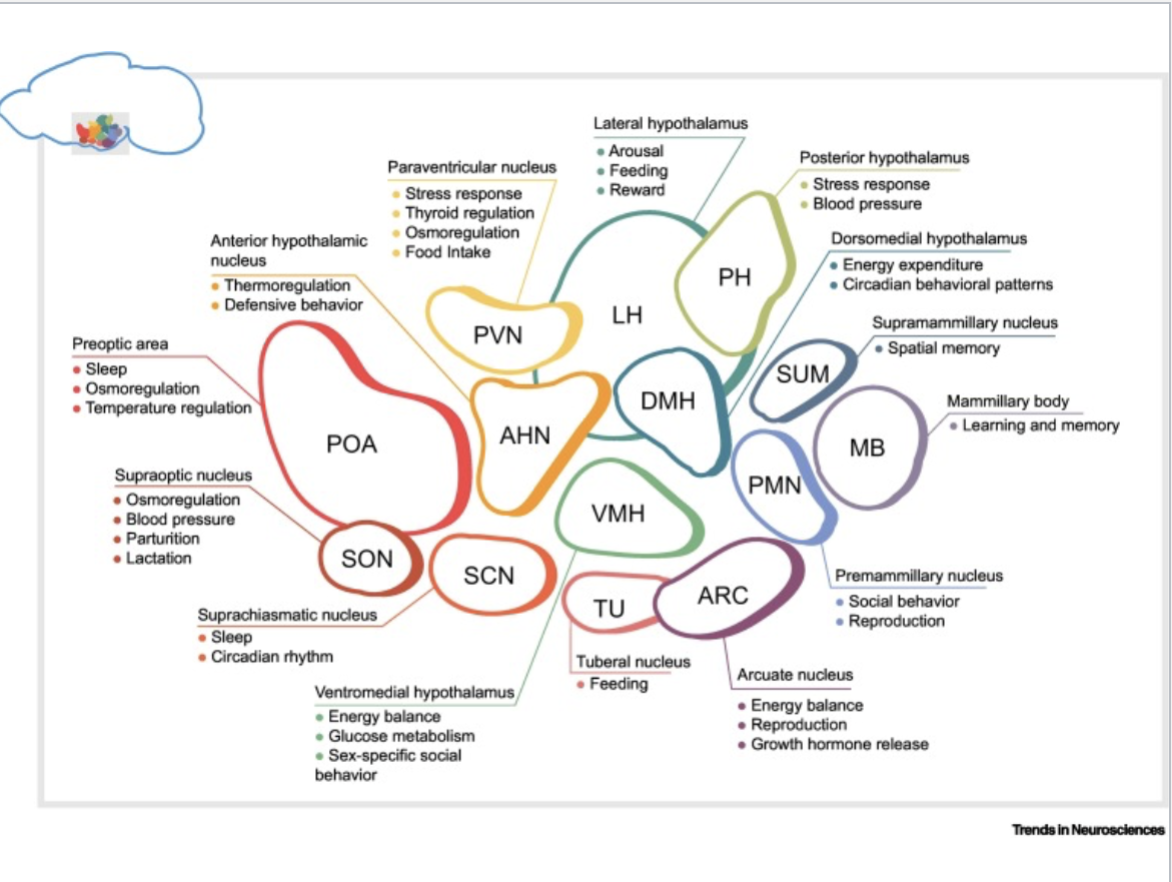 <p>This image shows cellular diversity in the hypothalamus. Just understand that the hypothalamus regulates A LOT.</p>
