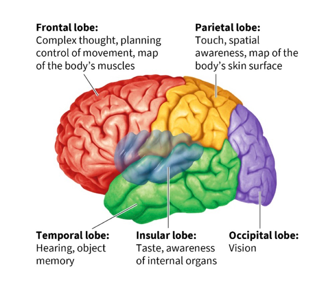 <p>helps us pay attention to and locate objects + navigate surroundings, contains primary somatosensory cortex</p>